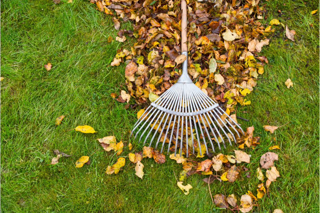 leaf removal photo